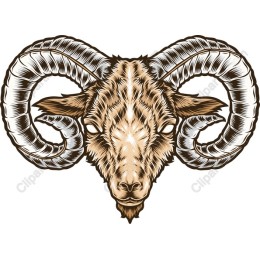 Majestic Ram's Head