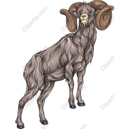 Majestic Ram