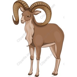 Majestic Ram