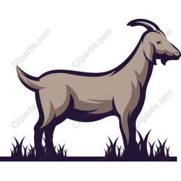 Premium Goat