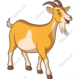 Playful Goat