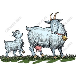 Playful Goat Family