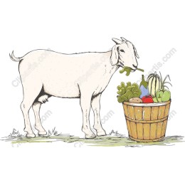 Charming Goat with Fresh Vegetables