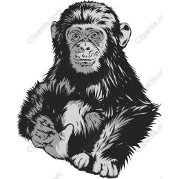 Chimpanzee work