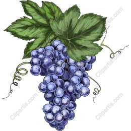 Vibrant Grapes