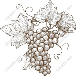Vintage Grapes Hand-Drawn