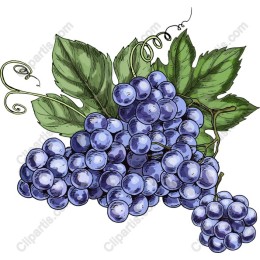 Premium Hand-Drawn Grapes