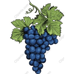 Vintage Grape Cluster