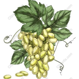 Yellow Grapes