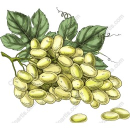 Hand-Drawn Grapes