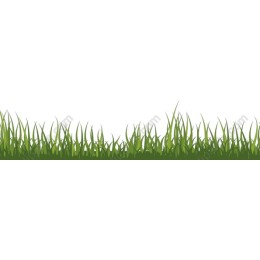 Vibrant Lush Green Grass