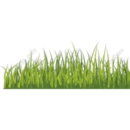 Lush Green Grass
