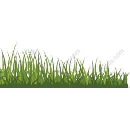 Lush Green Grass
