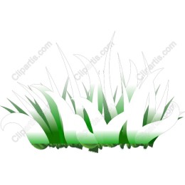 Lush Green Grass
