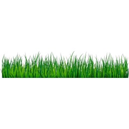 Lush Green Grass