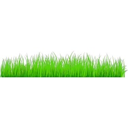 Vibrant Green Grass