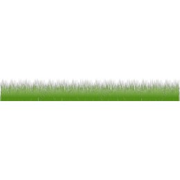 Vibrant Green Grass