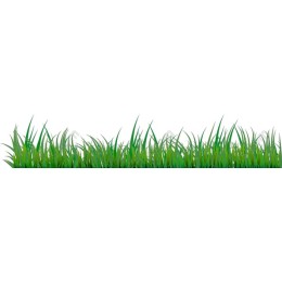 Lush Green Grass