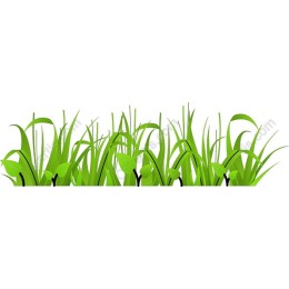 Lush Green Grass