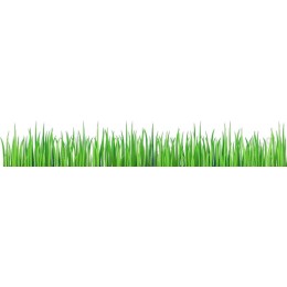 Lush Green Grass