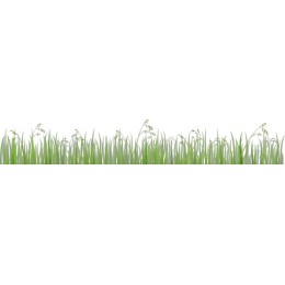 Lush Green Grass