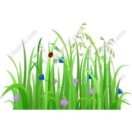 Lush Grass and Wildflower