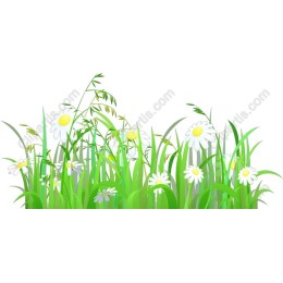 Lush Green Grass and Daisies