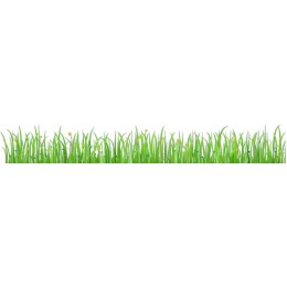 Lush Green Grass