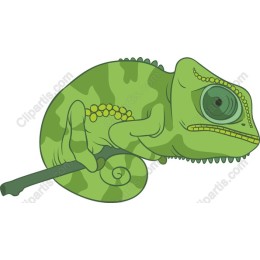 Green Chameleon