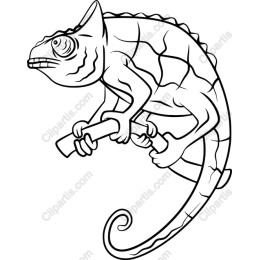 Chameleon - Wildlife