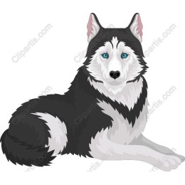 Siberian Husky