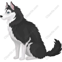 Majestic Siberian Husky