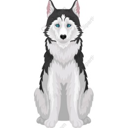 Siberian Husky
