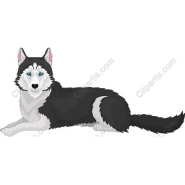 Majestic Siberian Husky