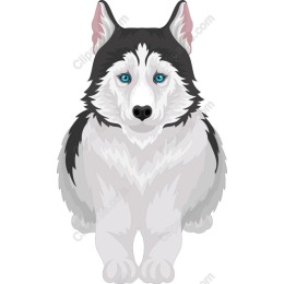 Siberian Husky