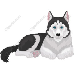 Siberian Husky in and