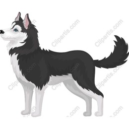 Siberian Husky