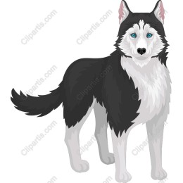 Majestic Siberian Husky