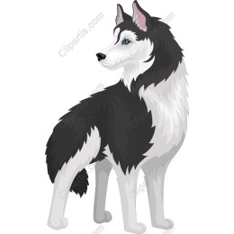 Siberian Husky