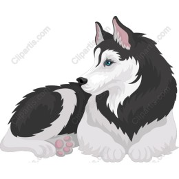 Siberian Husky