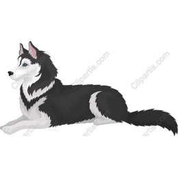 Siberian Husky