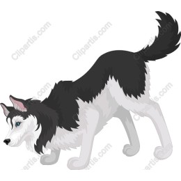 Husky Dog