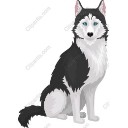 Siberian Husky
