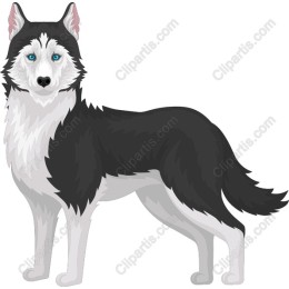Majestic Siberian Husky