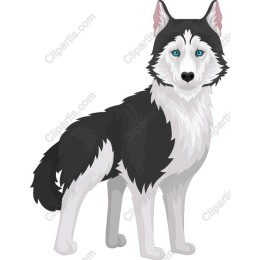 Siberian Husky