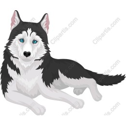 Siberian Husky