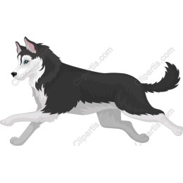 Siberian Husky in Motion