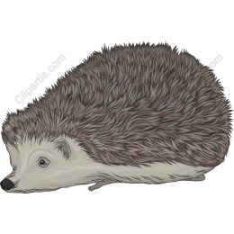 Adorable Hedgehog