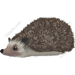 Charming Hedgehog