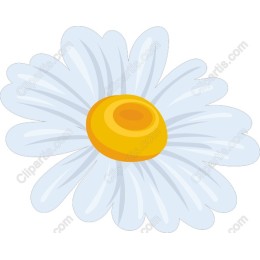 Daisy Delight